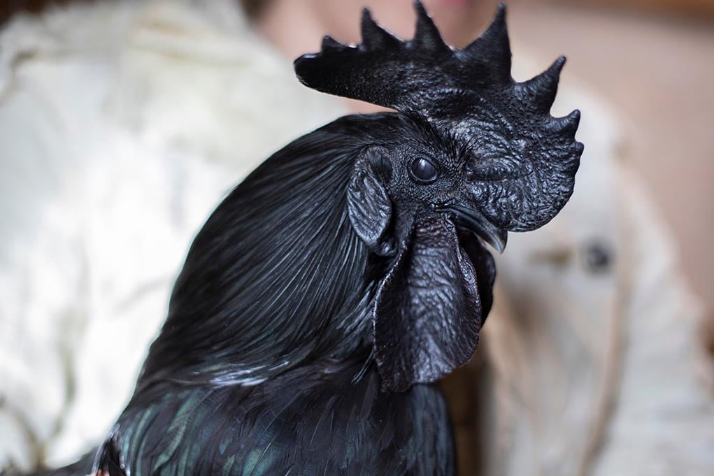 Giống gà kỳ lạ có máu, xương, nội tạng đều màu đen - 2