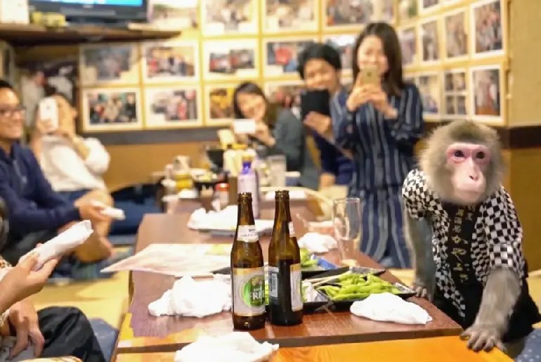 Độc lạ Nhật Bản: Nhà hàng để khỉ làm nhân viên phục vụ - 1