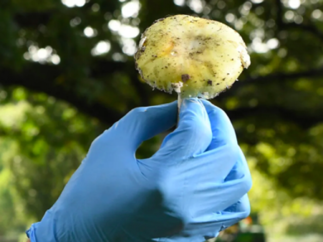 Thế giới - 3 người chết nghi bị đầu độc bằng nấm 'mũ tử thần' gây chấn động nước Úc