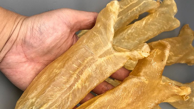 Có thông tin cho rằng giá bóng cá sủ vàng lên tới 45.000 - 55.000 USD/kg tùy theo độ dài của bóng (tương đương từ 1,0-1,25 tỷ đồng/kg).