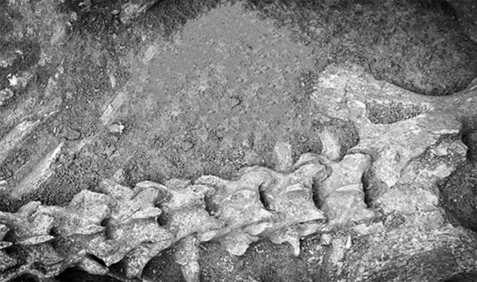 Xương sống khổng lồ được khai quật trong một cấu trúc gạch hướng thẳng về nơi an nghỉ của Hán Văn Đế - Ảnh: VIỆN KHẢO CỔ HỌC TRUNG QUỐC