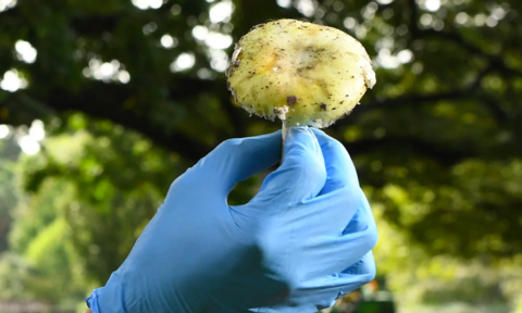 Nấm mũ tử thần cực độc 