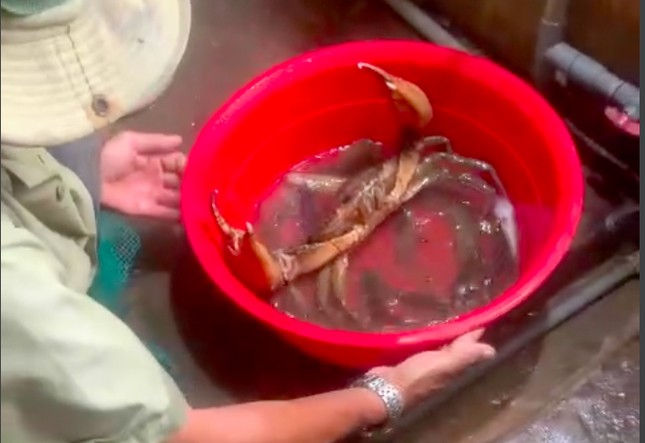 Con cua biển nặng 1,7kg được bán với giá trên 4 triệu đồng.