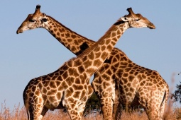 Media - Hươu cao cổ đại chiến kinh "nảy lửa" để giành bạn tình