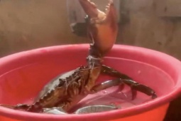 Tin tức trong ngày - Mức giá không ngờ của con cua biển 'khổng lồ' 1,7kg ở Sóc Trăng