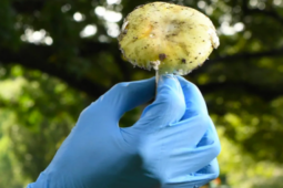 Thế giới - 3 người chết nghi bị đầu độc bằng nấm 'mũ tử thần' gây chấn động nước Úc