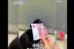 Clip hài hước - Mèo cưng giúp cô chủ tìm "quỹ đen" không trượt phát nào