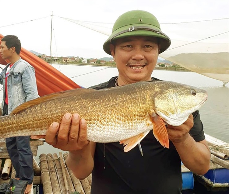 Chúng sống ở biển nhưng đến mùa sinh nở (thường từ tháng 1-4 hàng năm), chúng bơi về phía các cửa sông nước lợ để đẻ trứng