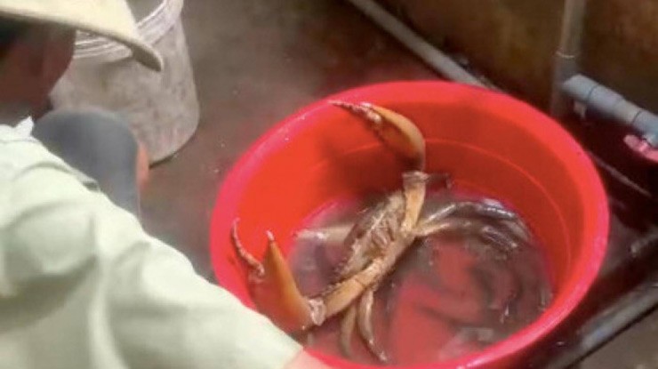 Chiều ngang con cua khi bung hai càng rộng hơn hai gang tay người lớn, khoảng 40cm.
