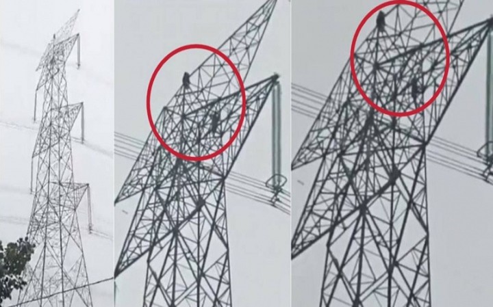 Cả hai mắc kẹt trên cột cao thế. Ảnh: Sohu