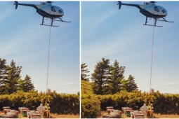 Thị trường - Tiêu dùng - Loại thần dược được ví như "vàng lỏng", phải dùng trực thăng để lấy, giá lên tới 360 triệu/kg