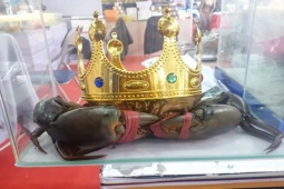 Thị trường - Tiêu dùng - Con cua biển "khổng lồ" nặng hơn 1,4kg, khách trả 40 triệu nhưng chủ nhân từ chối bán