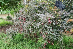 Thị trường - Tiêu dùng - Loại nhãn màu lạ gây sốt thị trường, giá rẻ bất ngờ