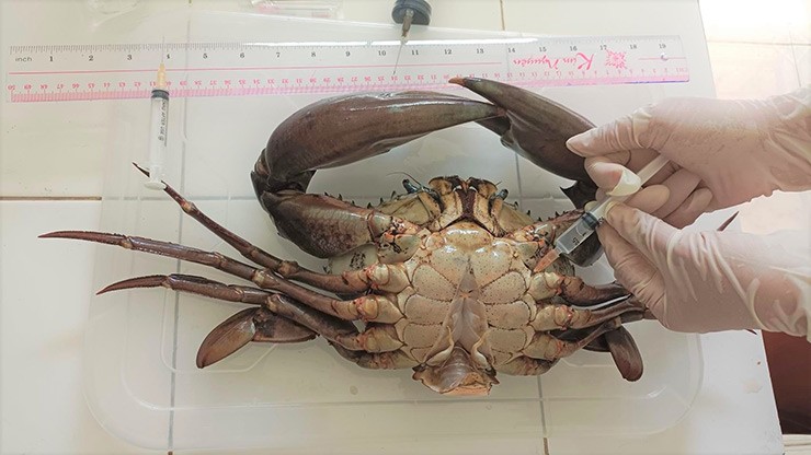 Con cua được tiêm formol để lưu giữ tiêu bản
