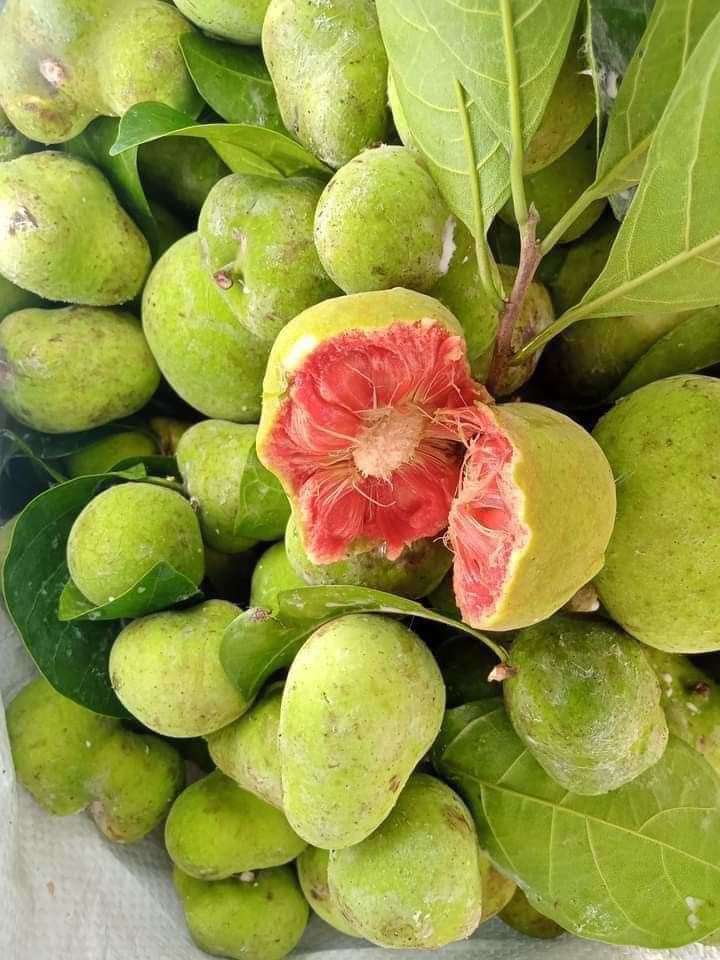 Quả chay xanh