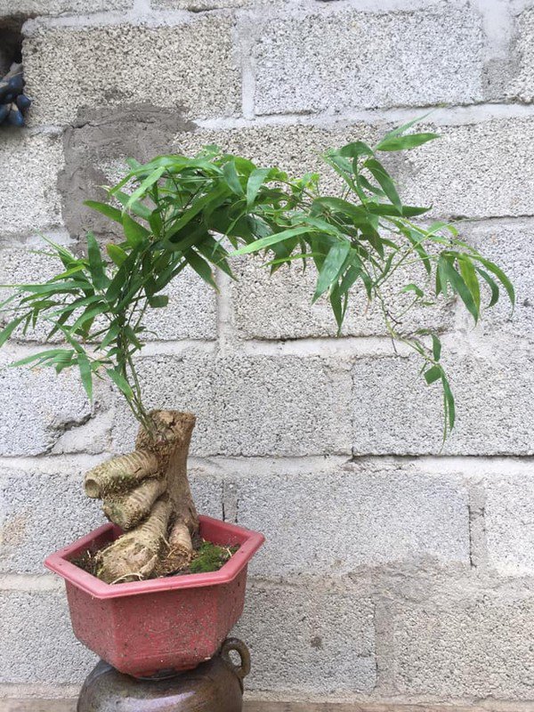 Tre tượng trưng cho sự mảnh mai, thanh nhã, phù hợp với nhiều không gian và phong cách thiết kế khác nhau.