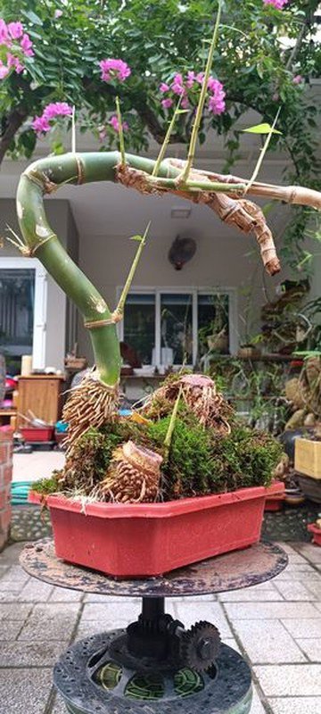 Hình dáng nhỏ gọn và tỉ mỉ của tác phẩm tre bonsai tạo cảm giác thanh lịch và tinh tế.