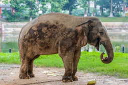 Tin tức trong ngày - Cận cảnh hai chú voi "sống khổ" với xiềng xích ở vườn thú Hà Nội