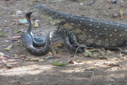 Media - Thằn lằn "khủng" hạ đo ván trăn đá