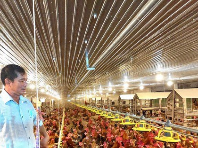 Thị trường - Tiêu dùng - Thành tỷ phú nhờ nuôi gà công nghệ cao