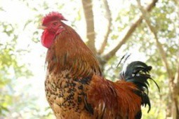 Loài gà ở Việt Nam bước ra từ truyền thuyết, giá tiền triệu khó mua