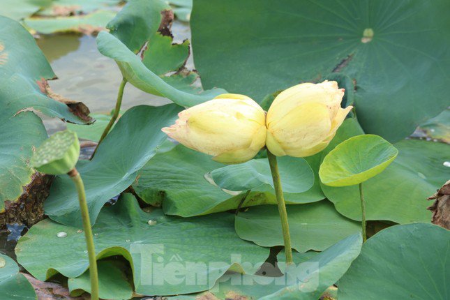 Bông sen tịnh đế Bỉ Ngạn Vàng đầu tiên ở một đầm sen xã Kim Liên.