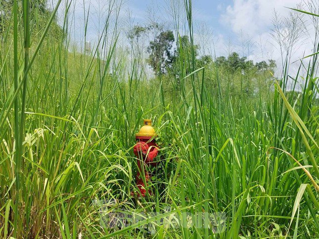 Cỏ hoang mọc cao hơn 2m