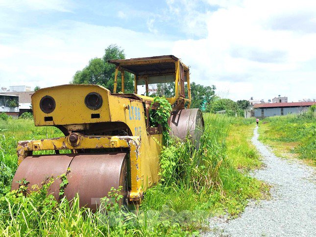 Dự án trùm mền nhiều năm, cỏ mọc cao bằng xe lu