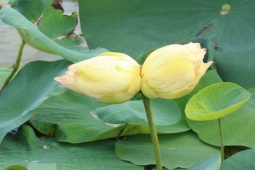 Tin tức trong ngày - Xuất hiện cặp sen tịnh đế Bỉ Ngạn Vàng siêu hiếm