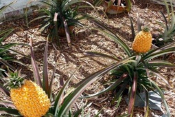 Thị trường - Tiêu dùng - Loại quả rẻ bèo đầy chợ, bỗng được bán hơn 300 triệu có gì đặc biệt?