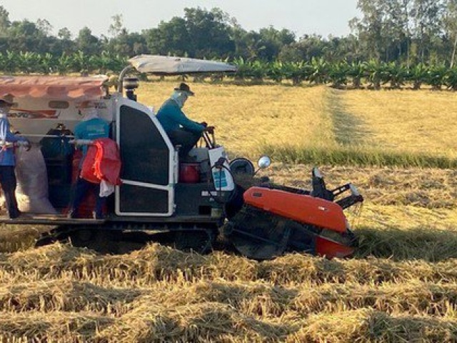 Thị trường - Tiêu dùng - Giá gạo xuất khẩu tăng, có nên trồng thêm lúa?