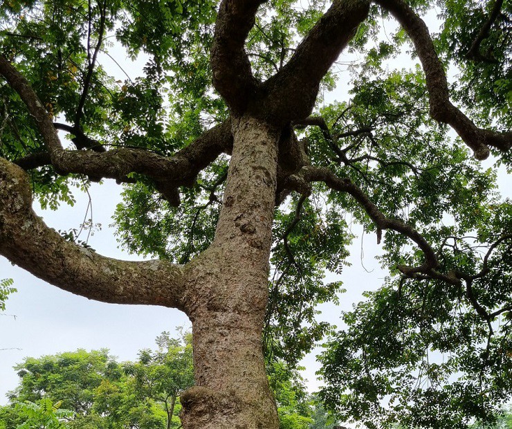 Đây là loại cây thường thấy ở các vùng trung du và miền núi phía Bắc cho quả màu đen.
