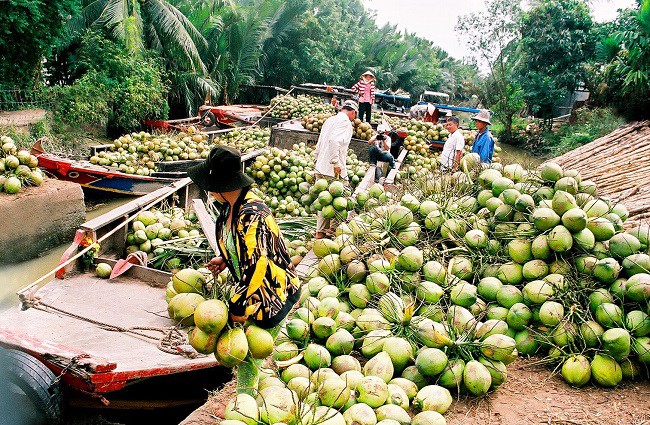 Theo Cục Bảo vệ thực vật, Mỹ đã chính thức mở cửa thị trường đối với quả dừa của Việt Nam. Các DN xuất khẩu dừa của Việt Nam có thể tiến hành xuất khẩu ngay lập tức.
