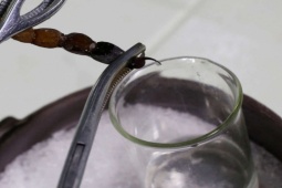 Thị trường - Tiêu dùng - Nọc độc của loài vật được ví như "tử thần" có giá vô cùng đắt đỏ