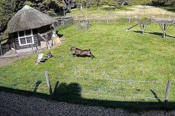 Media - Thấy gà mái bị diều hâu truy sát, dê lao tới giải cứu