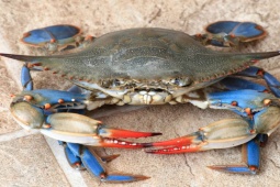 Thế giới - Quốc gia châu Âu tuyên chiến với loài xâm lấn “sát thủ”