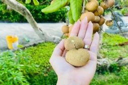 Thị trường - Tiêu dùng - Loại nhãn giá hơn 100.000 đồng/kg đang gây “sốt”, nhà vườn "mót" từng quả để bán