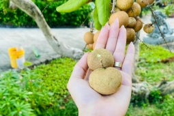 Thị trường - Tiêu dùng - Loại nhãn giá hơn 100.000 đồng/kg đang gây “sốt”, nhà vườn "mót" từng quả để bán
