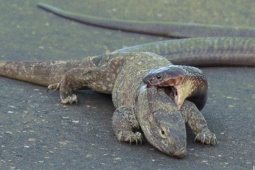 Media - Những cuộc chiến giữa hổ mang chúa và thằn lằn khổng lồ