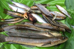 Thị trường - Tiêu dùng - Loài cá nghe tên "ngượng đỏ mặt", xưa là sản vật tiến Vua, nay nhiều người "săn lùng"