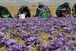 Thị trường - Tiêu dùng - Sợi bé tẹo như "báu vật" có từ xa xưa, nay hàng trăm triệu/kg được lùng mua