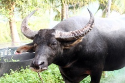 Tin tức trong ngày - Cận cảnh "ông" trâu 1,3 tấn nặng nhất lịch sử Lễ hội chọi trâu Đồ Sơn