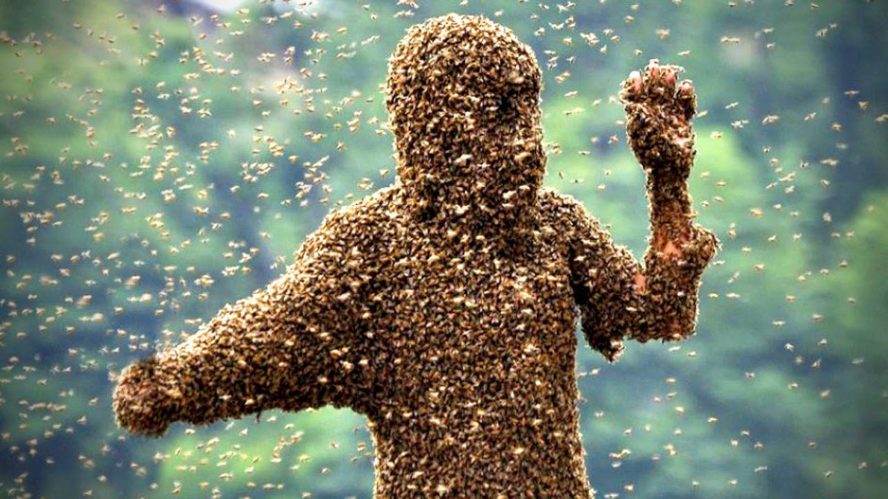 Trở về từ đám tang, người đàn ông bị đàn ong tấn công đến chết - 1