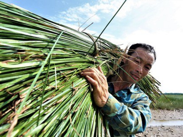 Thị trường - Tiêu dùng - Nông dân vùng ốc đảo ở Hà Tĩnh tất bật thu hoạch cói nhưng kém vui