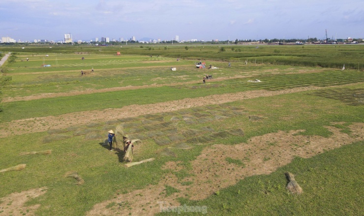 Từ tháng 6 đến tháng 8 (Âm lịch) hàng năm là mùa thu hoạch cói của người dân nơi đây. Từ sáng sớm, trên cánh đồng trồng cói rộng hàng chục hecta, hàng trăm người tấp nập thu hoạch, phơi cói trước khi bán cho thương lái bên ngoài làng.