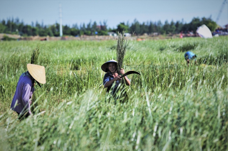 Cói là loại thực vật phát triển tốt tại các vùng đất phù sa ven biển hay vùng nước lợ, thân dài từ 1-2,5m, hình cây lao. Ở nước ta có 2 loại cói chủ yếu được trồng là cói bông trắng và cói bông nâu.