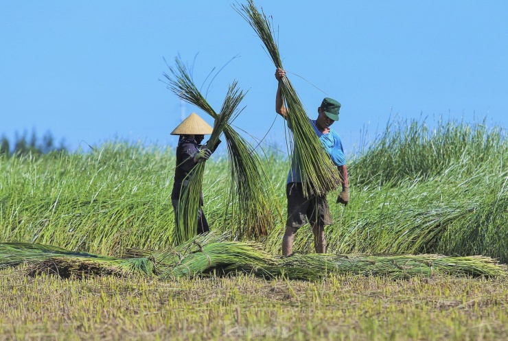 Nông dân vùng ốc đảo ở Hà Tĩnh tất bật thu hoạch cói nhưng kém vui - 7