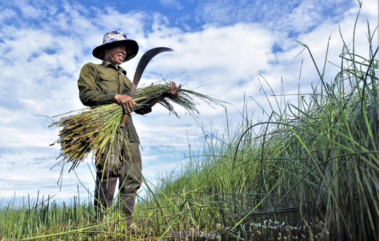Từ 4h sáng, người dân đã ra đồng dùng liềm và máy cắt thu hoạch cói để tránh nắng gắt.