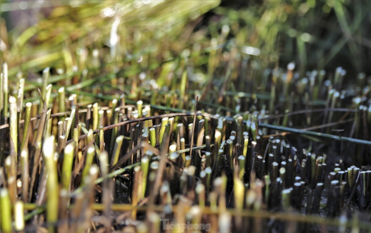 Cói khi thu hoạch được cắt ngang gốc. Sau đó, không phải trồng lại mà chỉ cần bón phân, cây cói sẽ tự tươi tốt trở lại, đảm bảo cho việc thu hoạch lại.