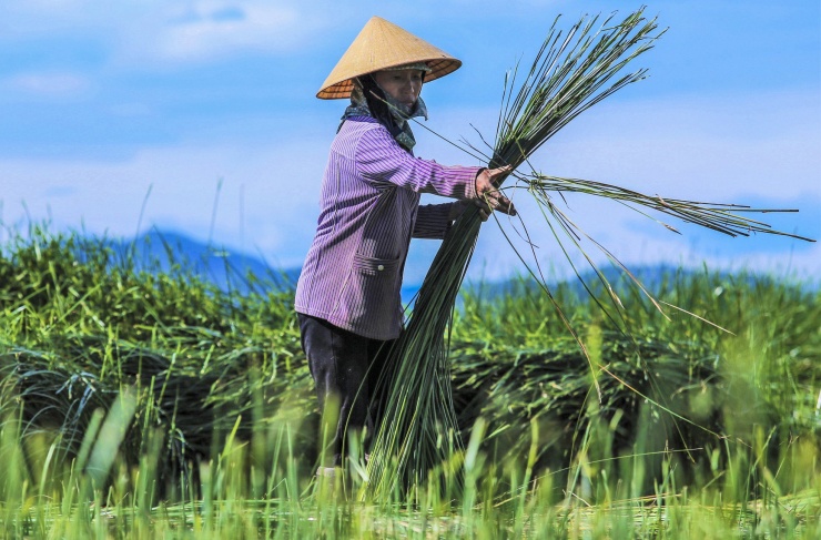 Nông dân vùng ốc đảo ở Hà Tĩnh tất bật thu hoạch cói nhưng kém vui - 9